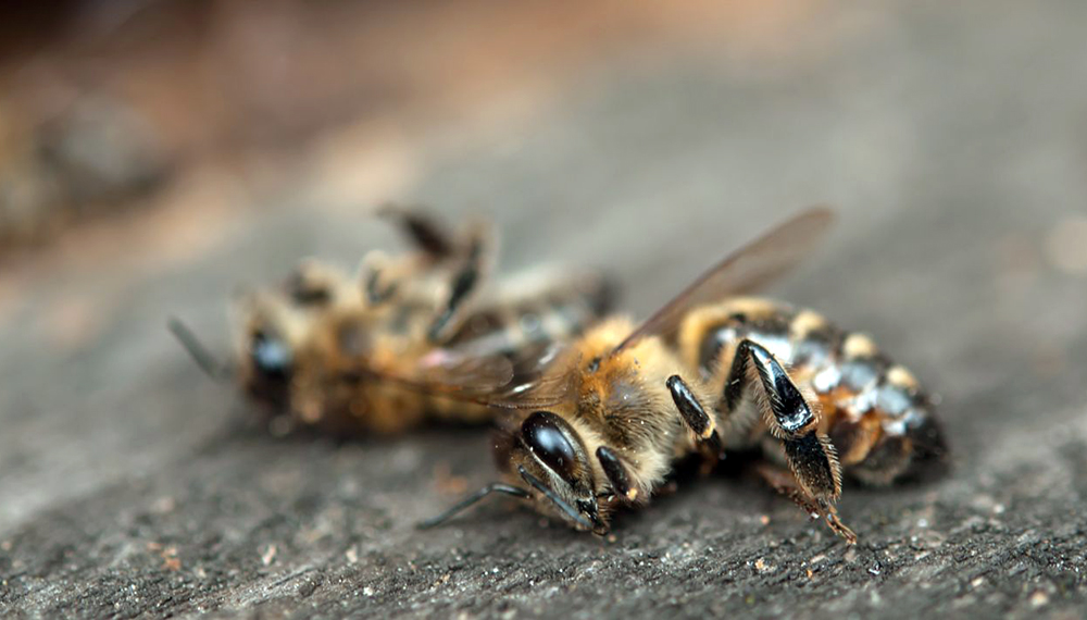 Brasil: cómo afectan los pesticidas imidacloprid, pyraclostrobin y