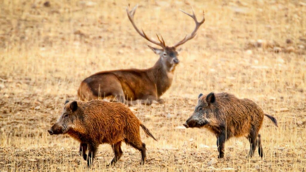 Ungulados silvestres