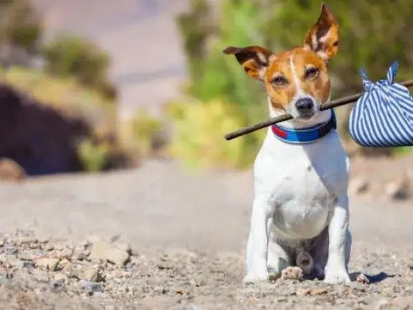 Verano perros abandono