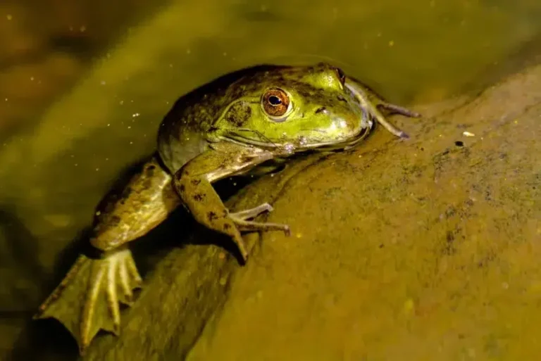 Anfibios Doñana cambio climático