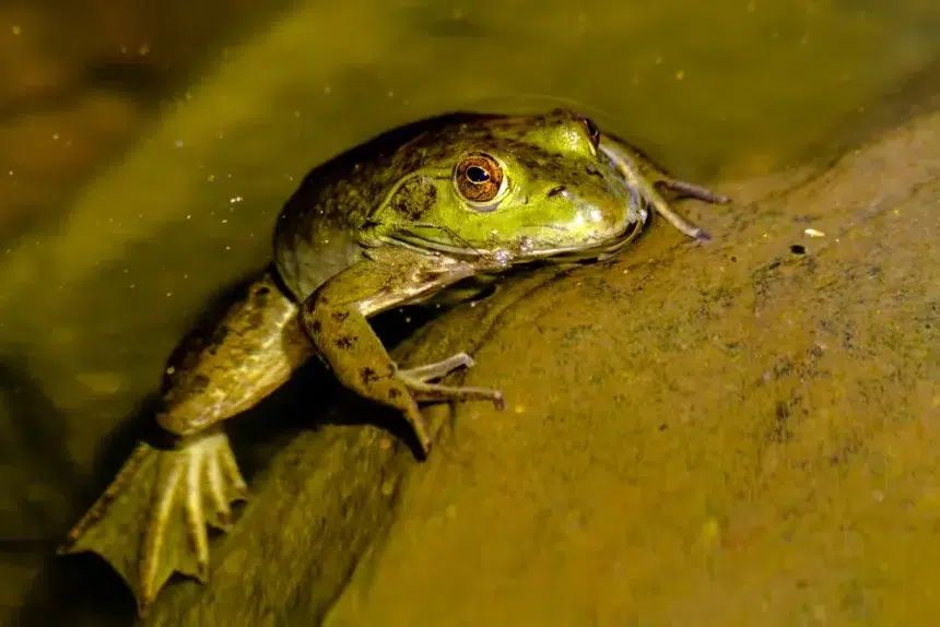 Anfibios Doñana cambio climático