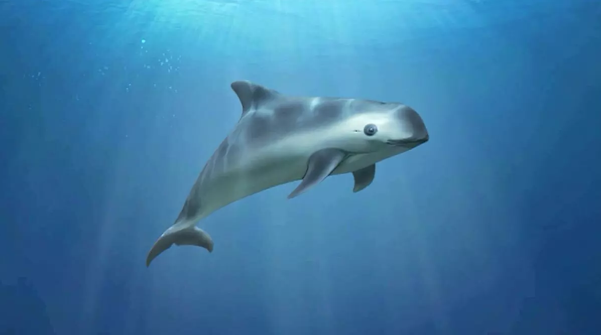 Día Internacional de la Vaquita Marina 2024 peligro crítico