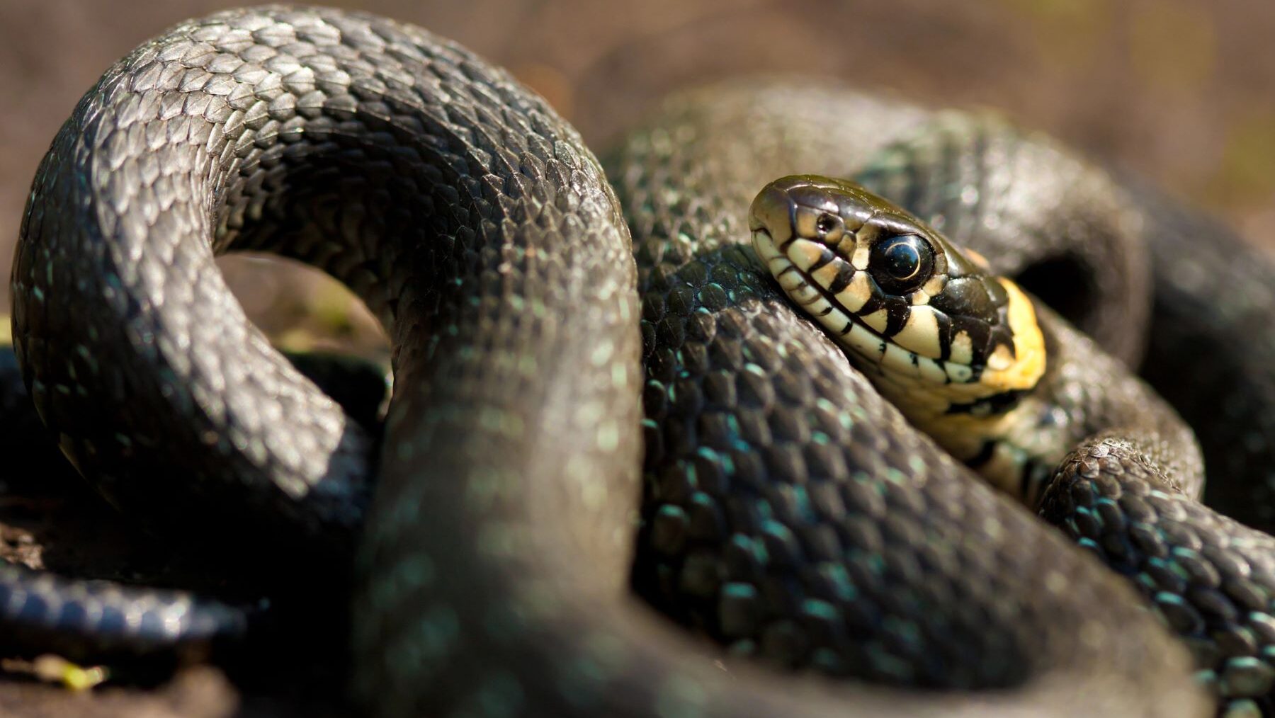 Día Mundial de la Serpiente 2024 respeto