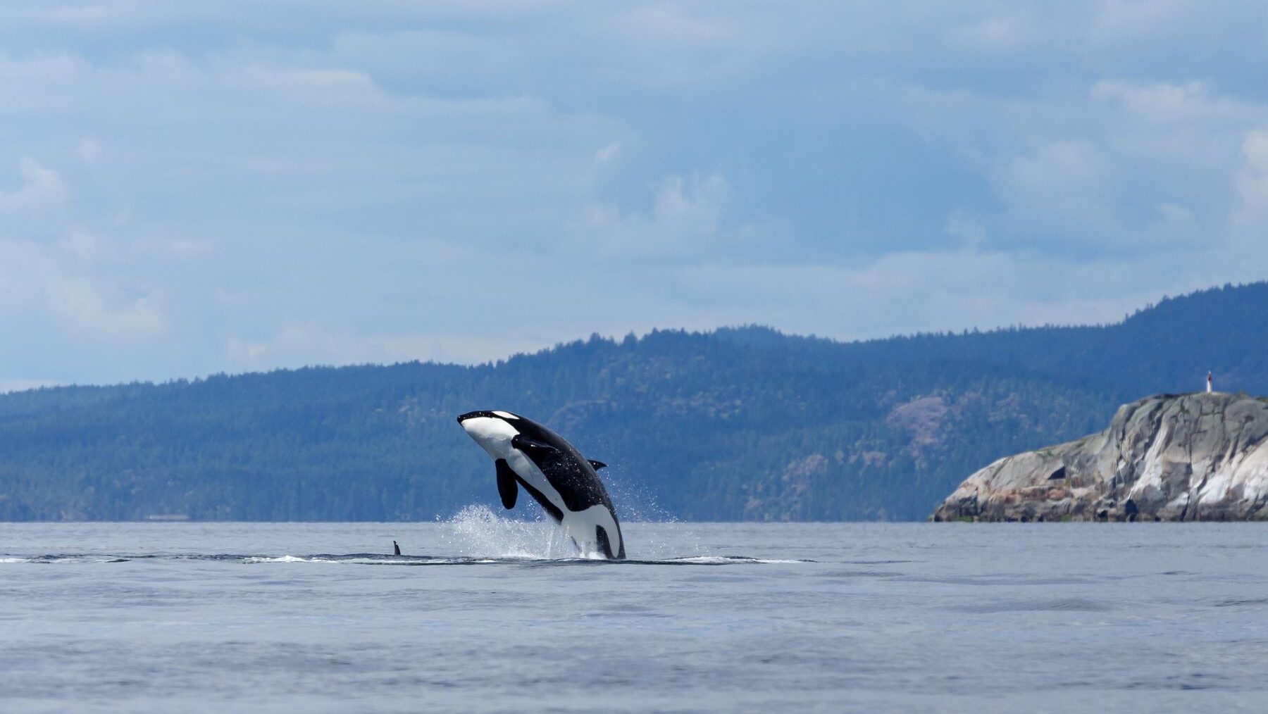 Día Mundial de las Orcas 2024 contaminación