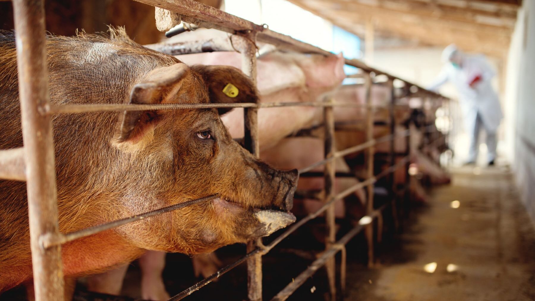 biogás macrogranjas castilla y león