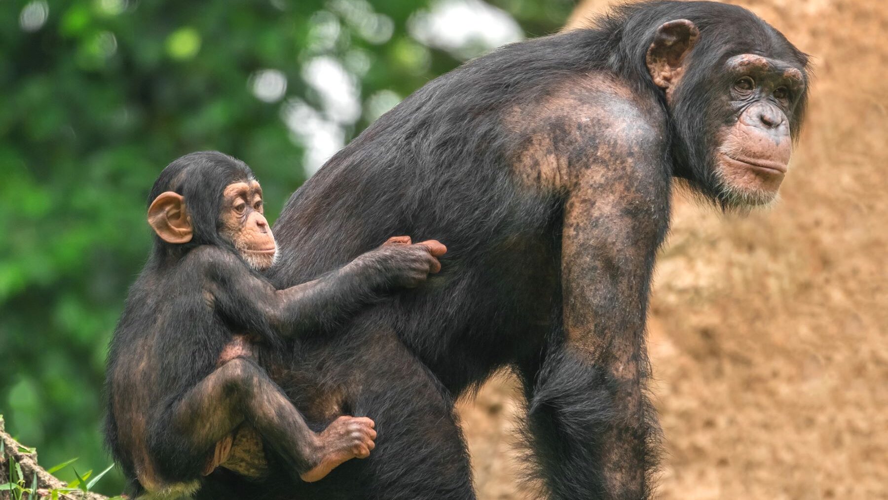 Día Mundial del Chimpancé 2024 amenazados