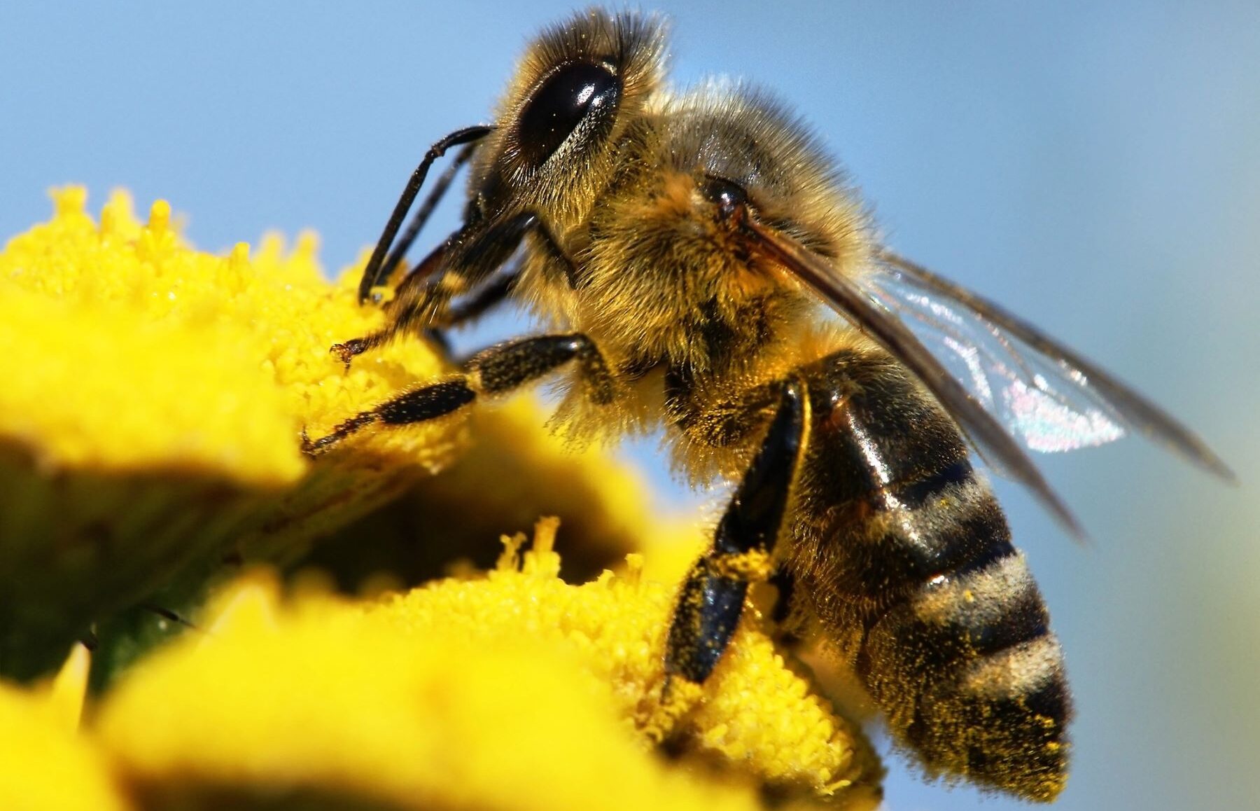 animales adivinos abejas