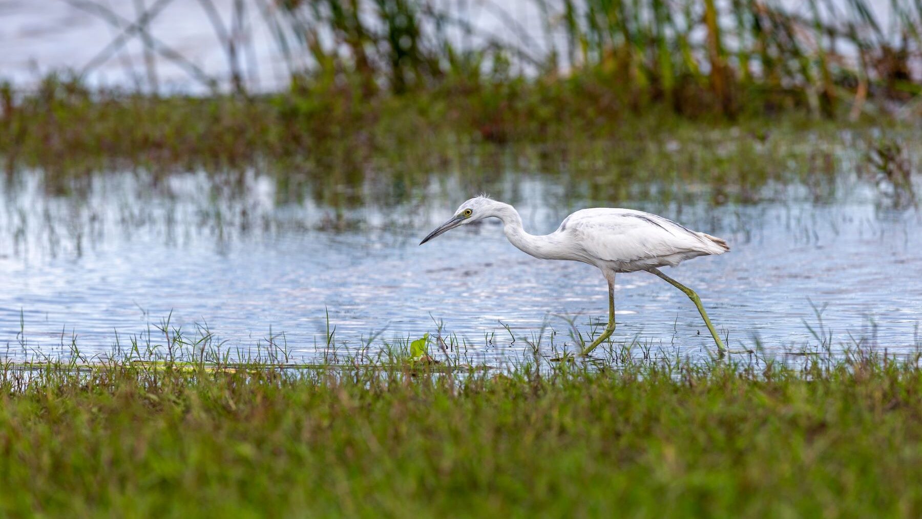 Doñana sobreexplotación
