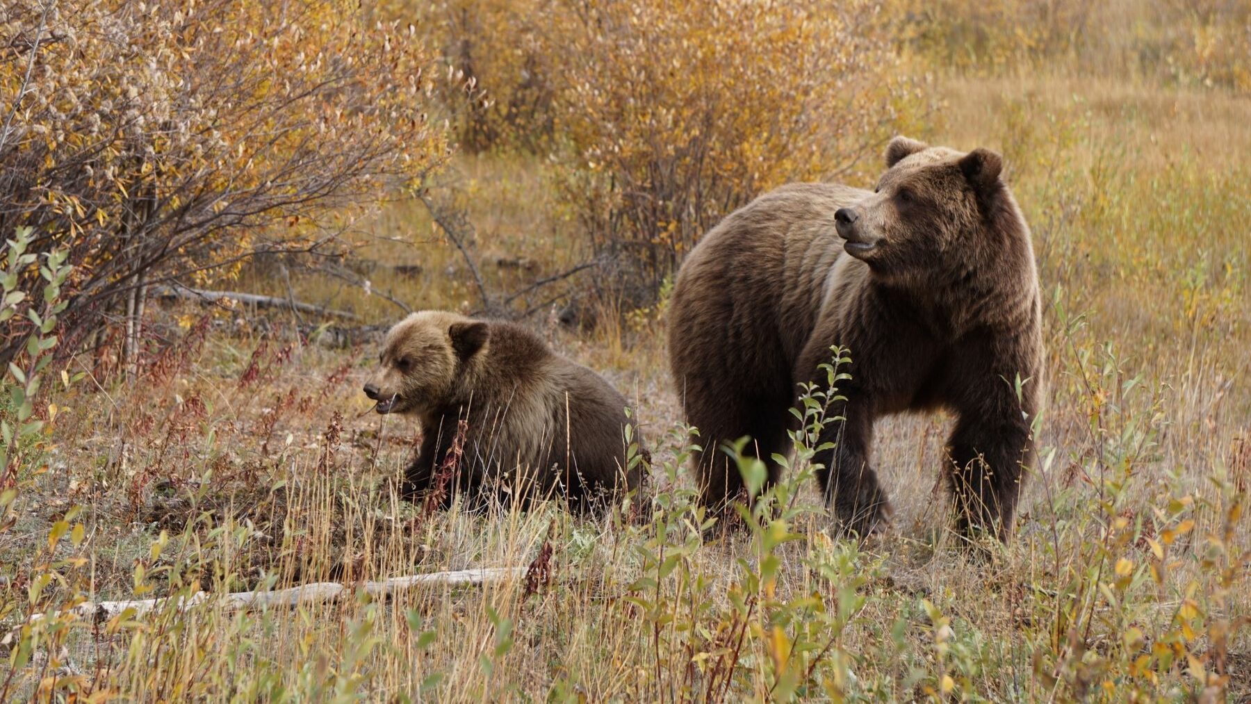 osa asesino Palencia
