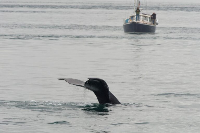 ballenas exceso de velocidad mortal
