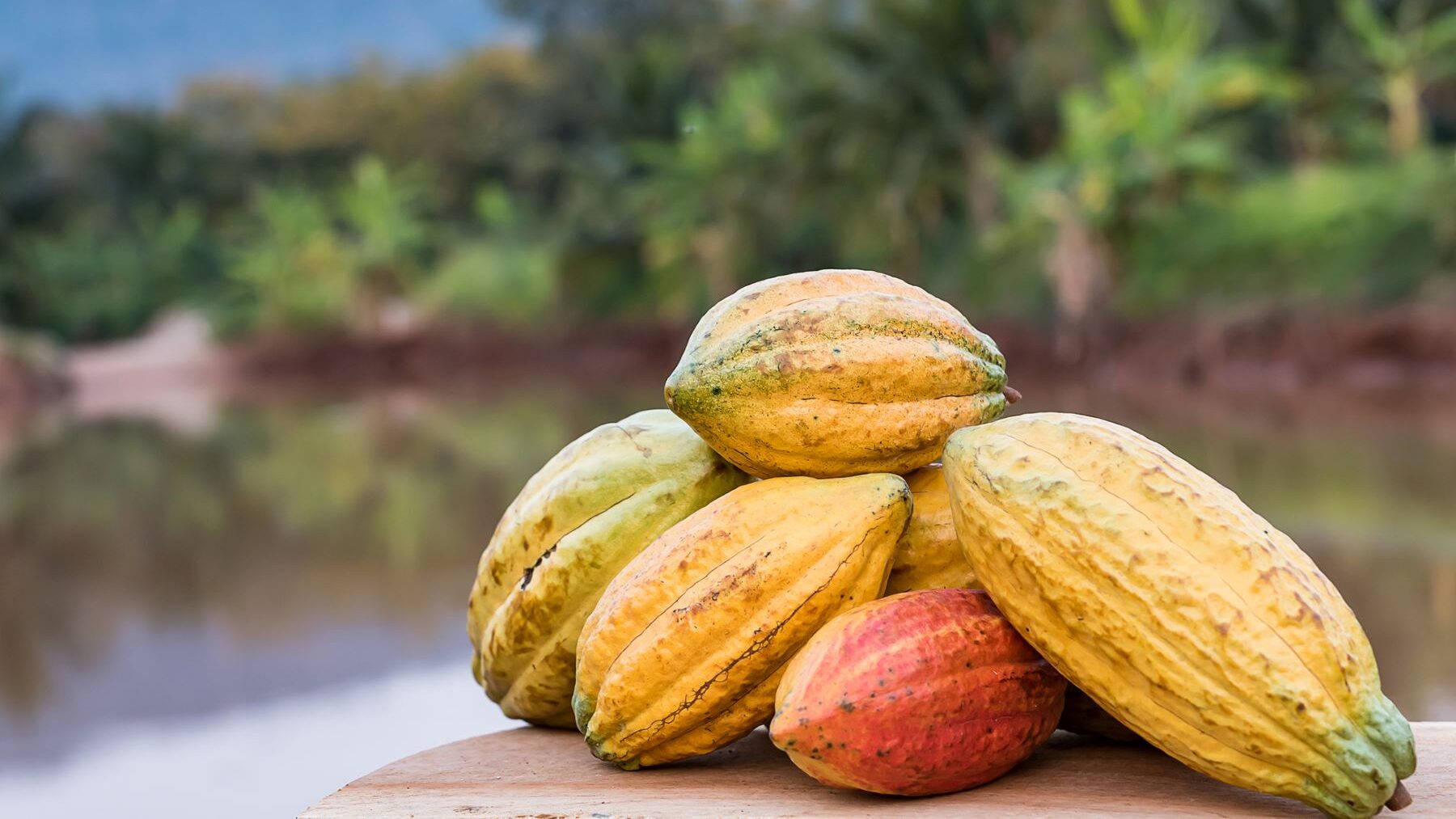 cacao comercio justo