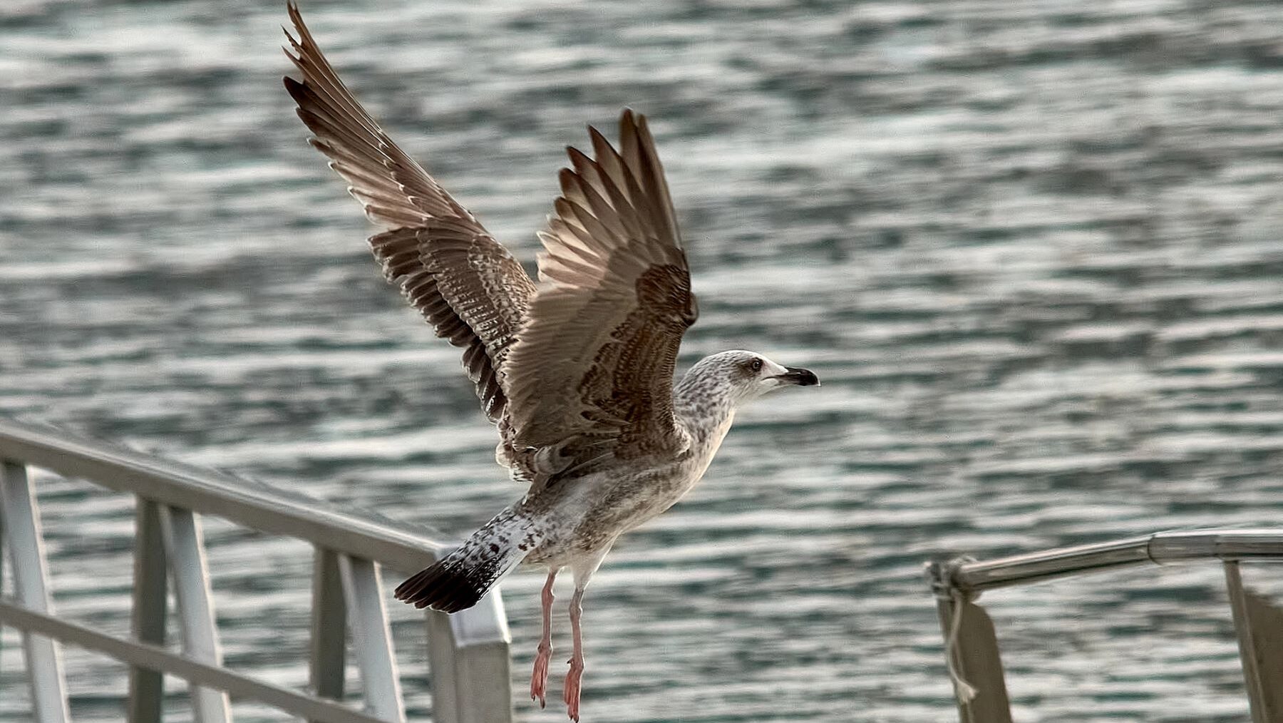 aves de las Islas Atlánticas voluntariado