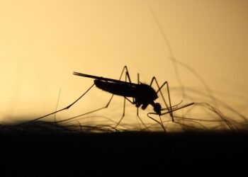 Día Mundial Zoonosis 2025
