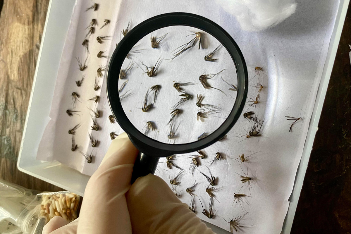 Insectos enfermedades tropicales cambio climático