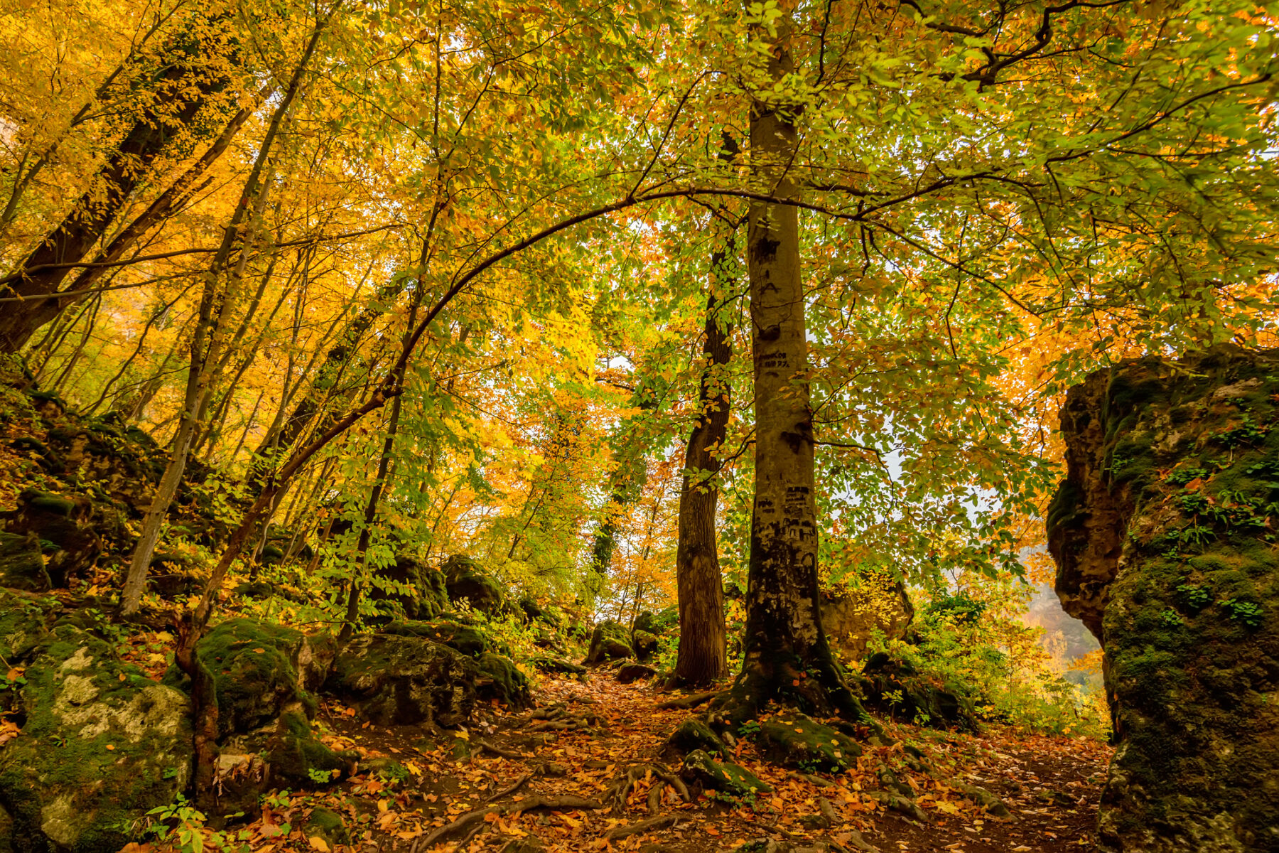 Irati Val d'Aran reservas de la biosfera UNESCO