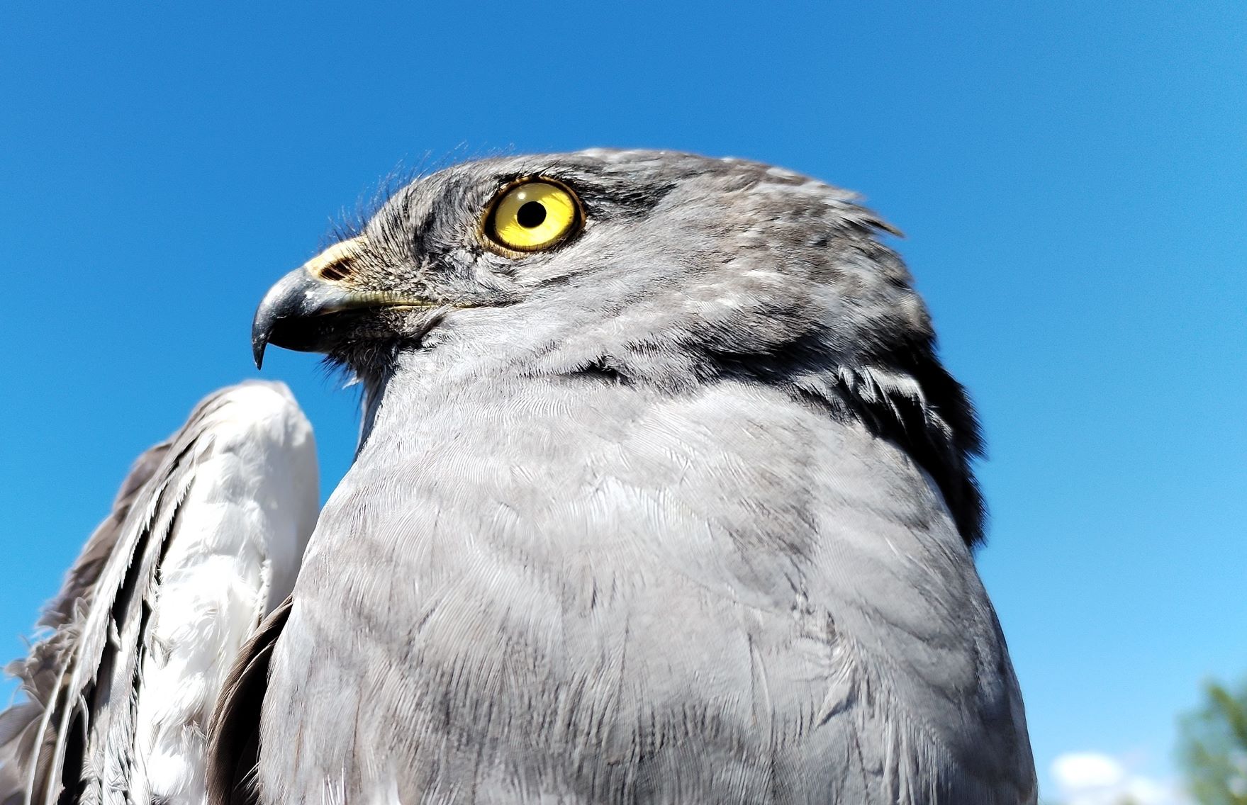 LIFE SOS Pygargus aguilucho cenizo AMUS