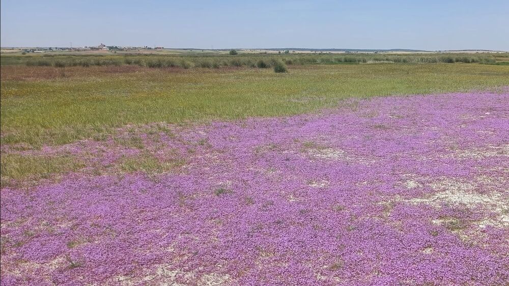Limonium Soboliferum El Hito