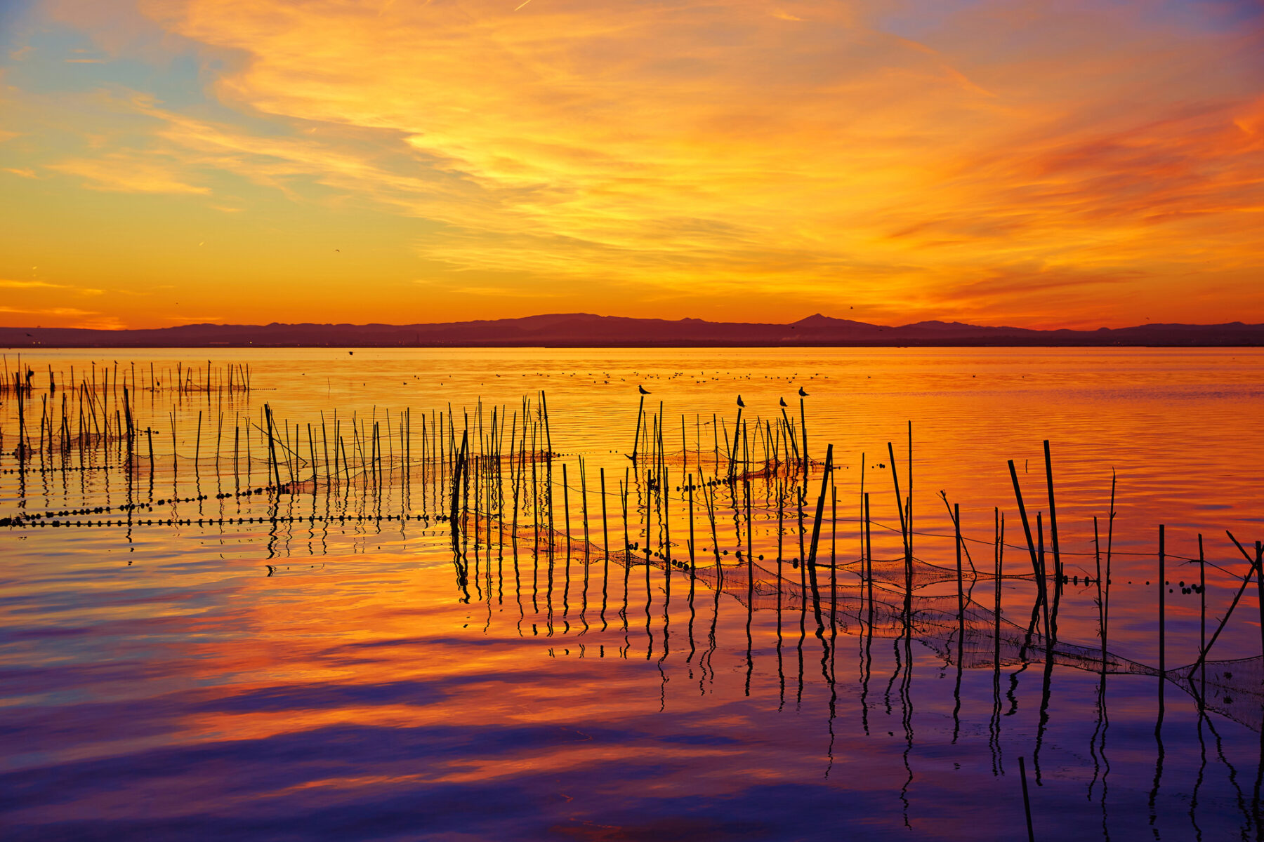 Parque Natural Albufera Valencia derrame