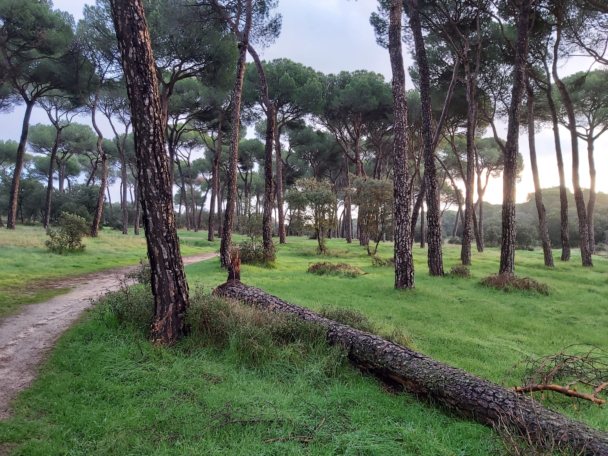 Pozuelo de Alarcón talas Montegancedo bosque