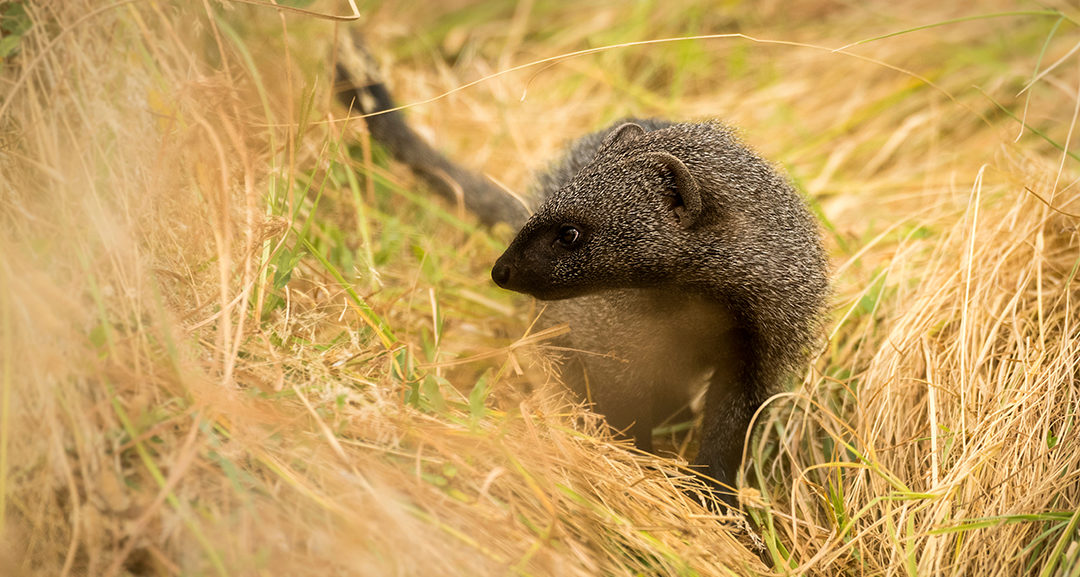 Proyecto MELOCAM meloncillo Castilla - La Mancha