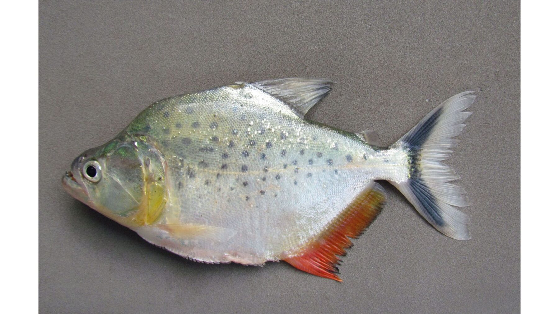 Serrasalmus Magallanesi piraña Bolivia Amazonas