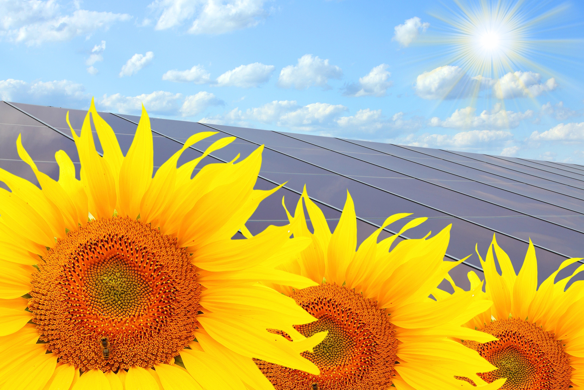 Agricultura energía solar suelo