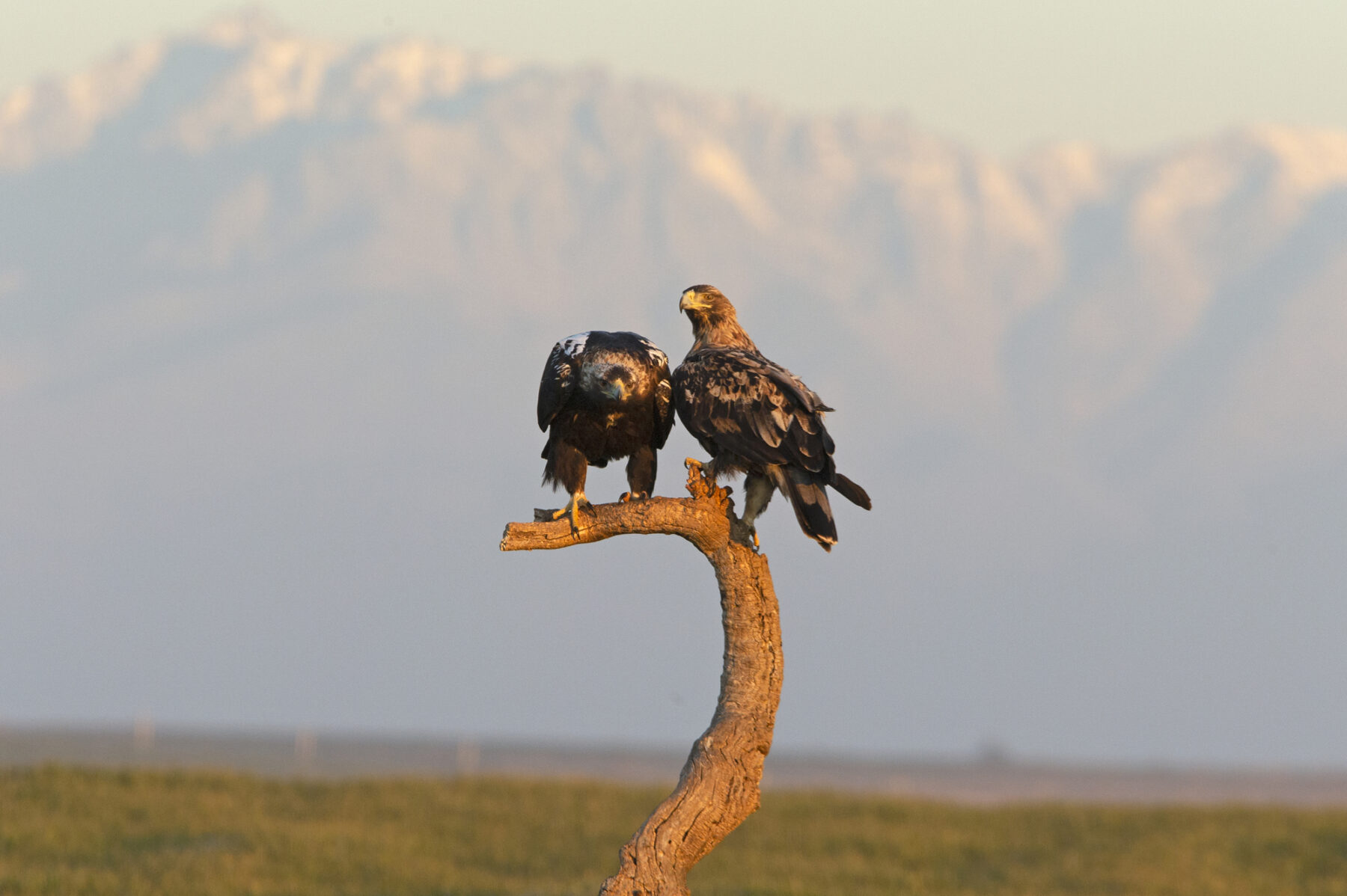 Águila imperial ibérica Palencia