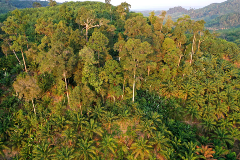 Mercadona amazonas deforestación