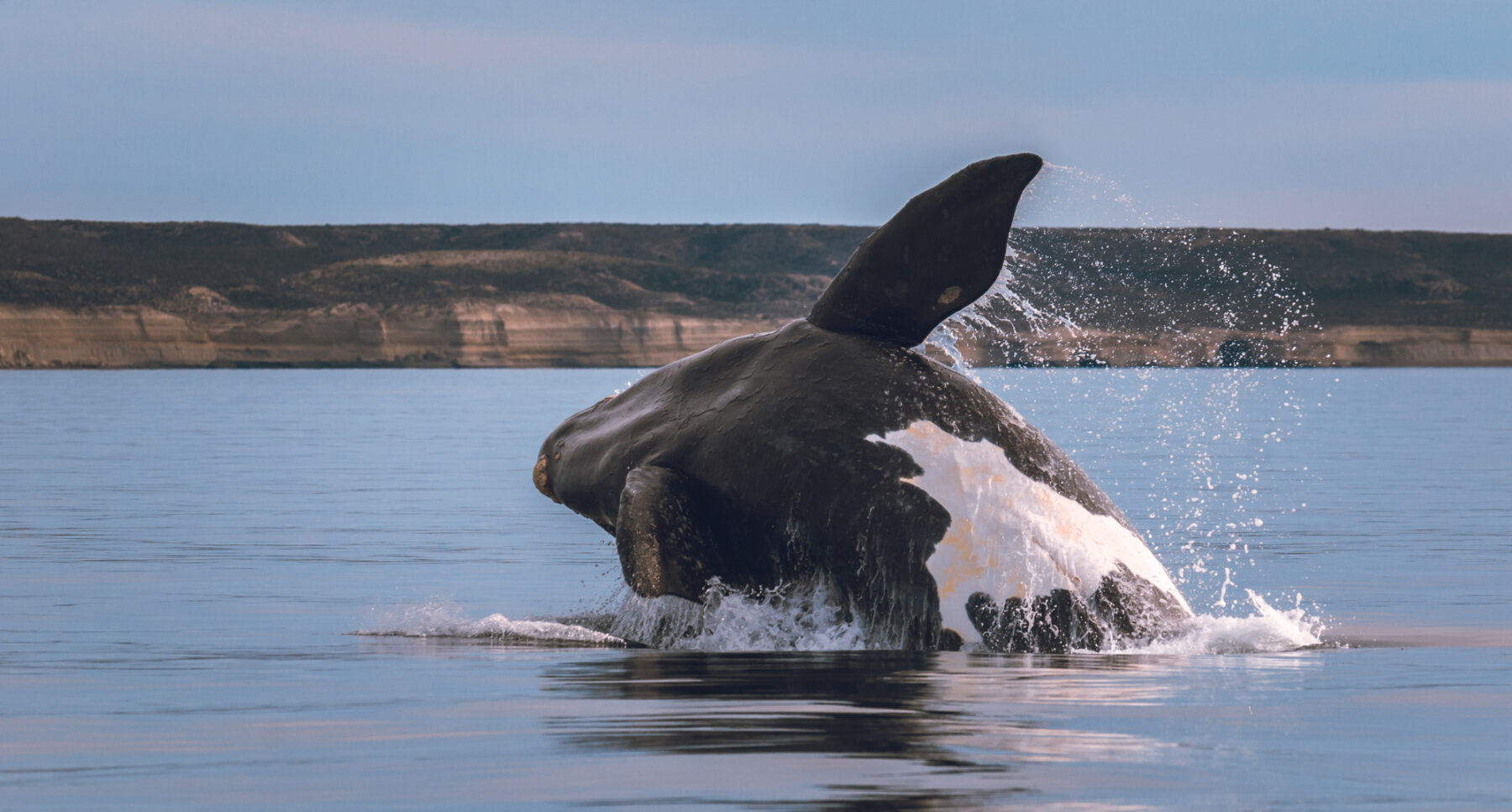 Ballena franca austral Península Valdés