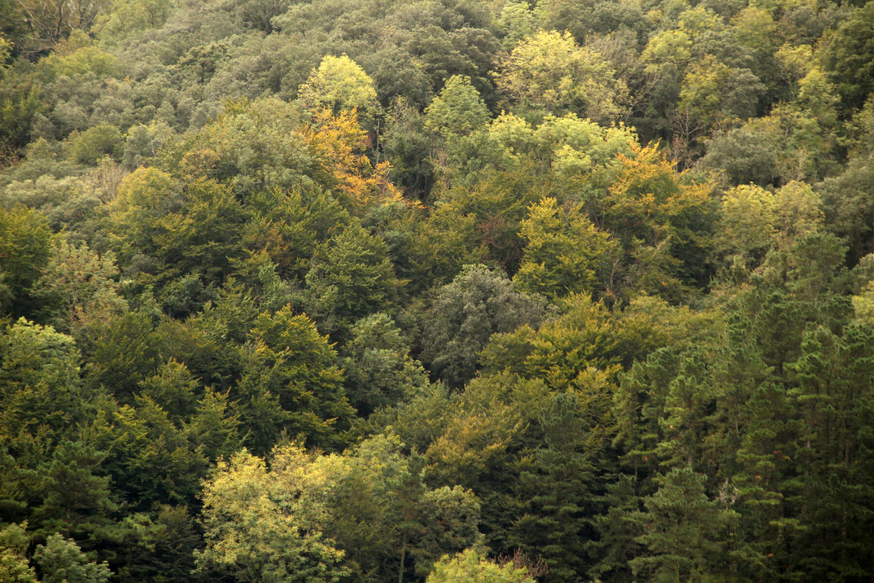 Proyecto RECONECTA bioeconomía forestal