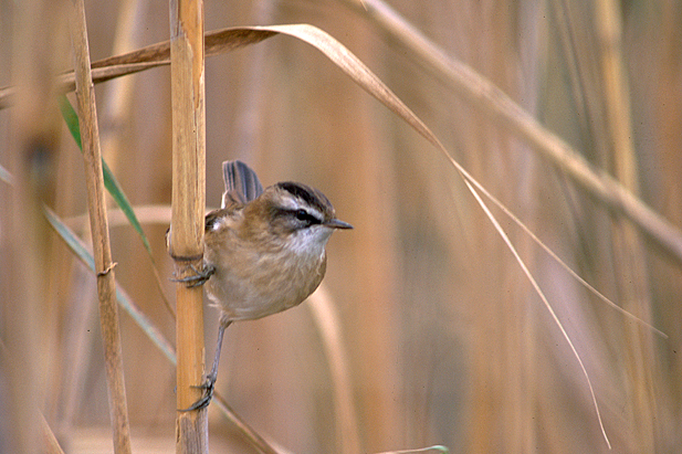 Carricerín real carricero común cambio climático