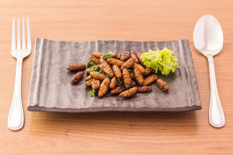 comer insectos bulos