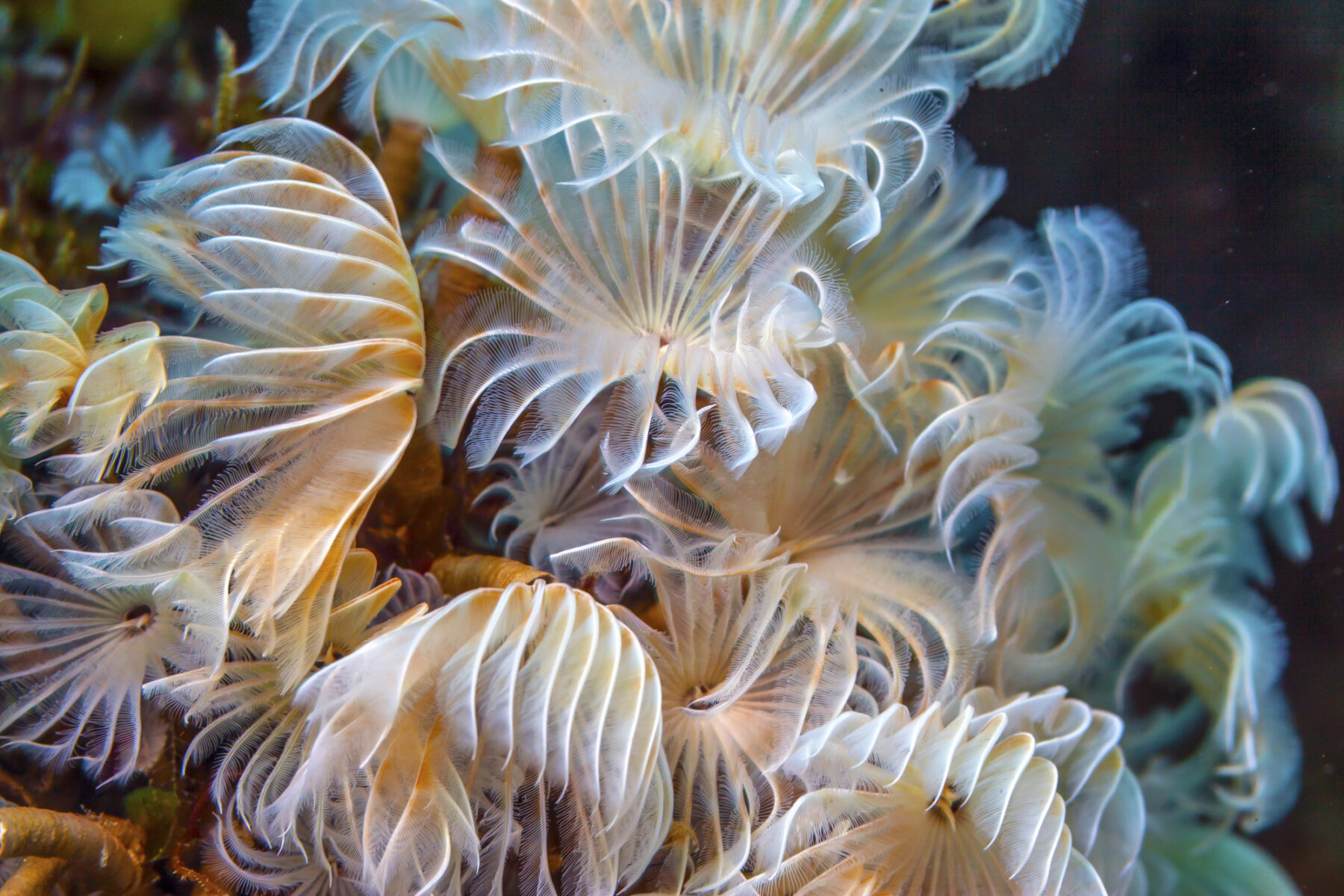 TRANSEATION ecosistemas marinos