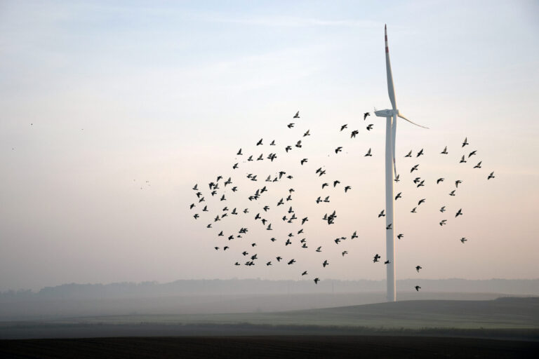 energías renovables aves conservación