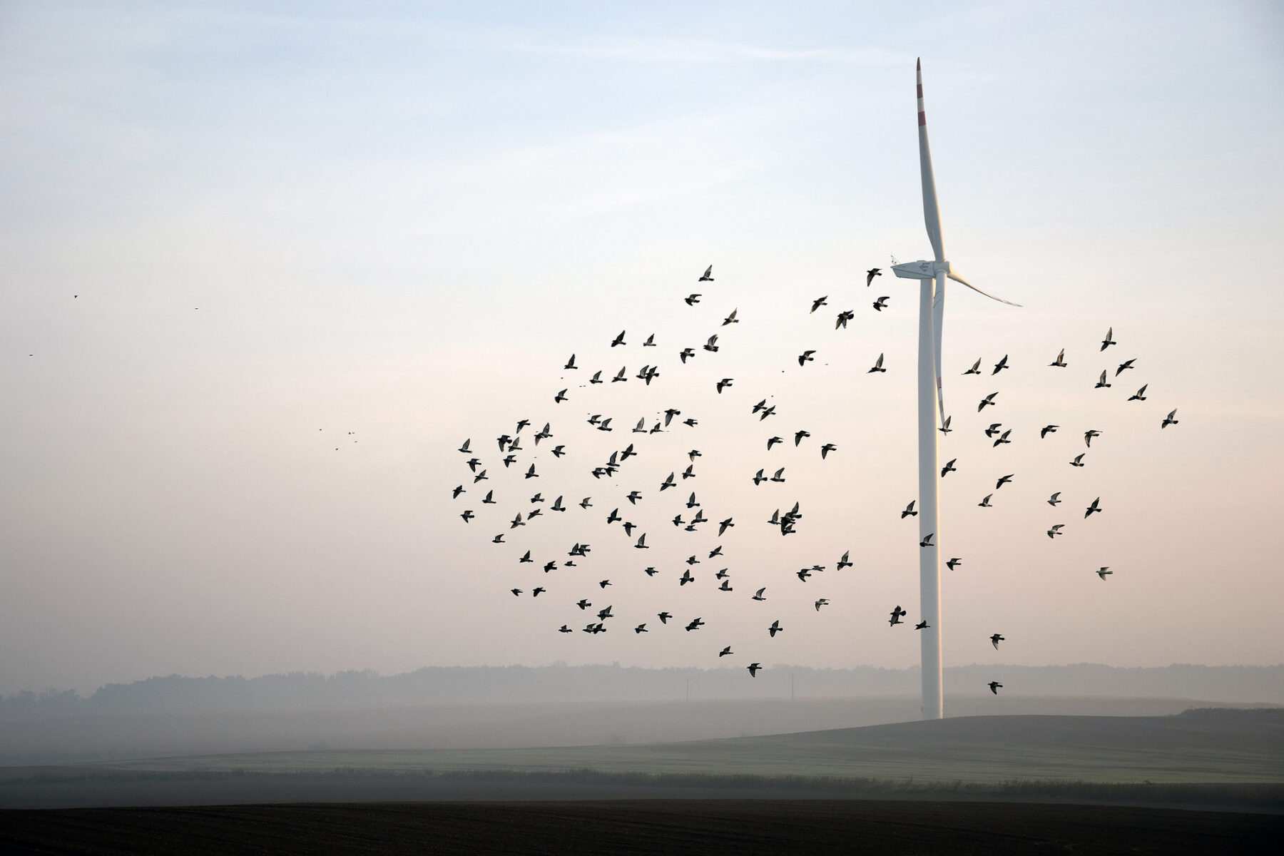 energías renovables aves conservación