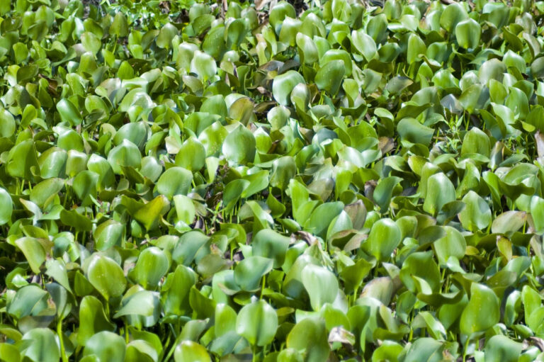 Especies invasoras cambio climático exoticas