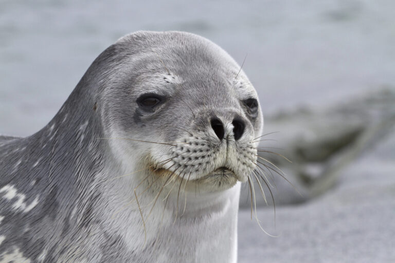 Focas Antártida microplásticos contaminación