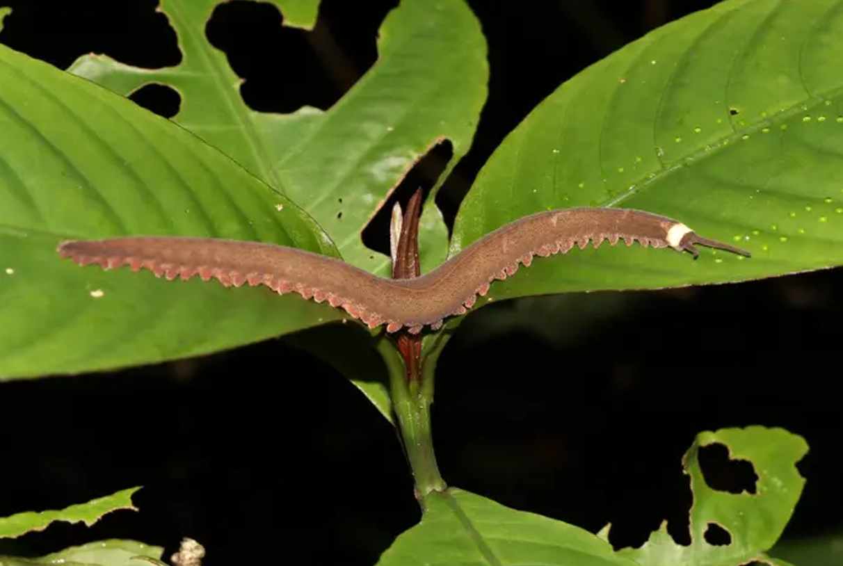 Ecuador gusano terciopelo