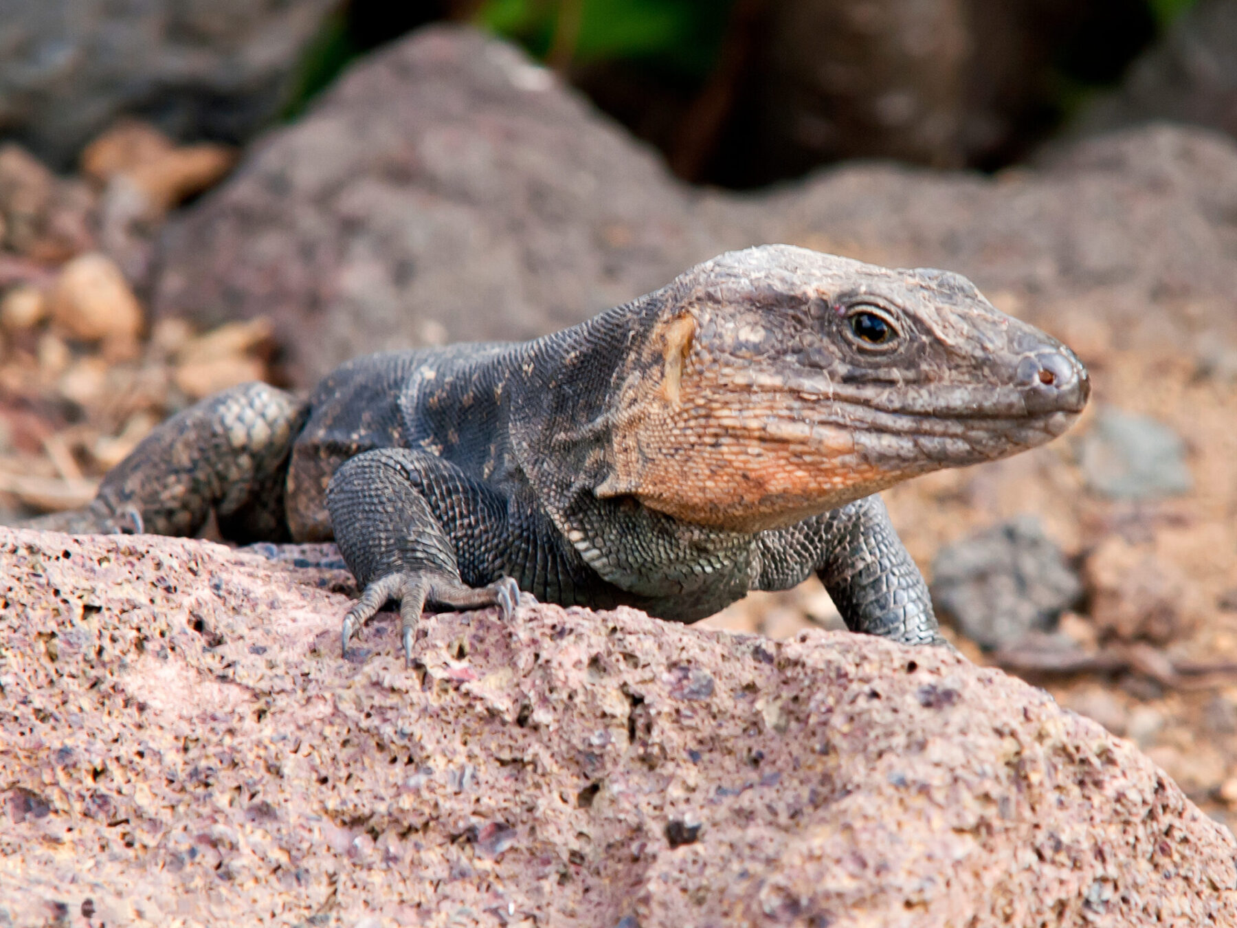 lagarto gigante Gran Canaria IUCN