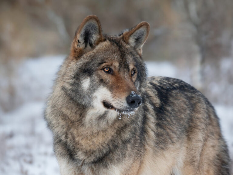 Lobo caza
