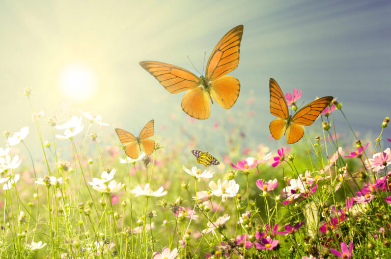 Mariposas ciudades sequía