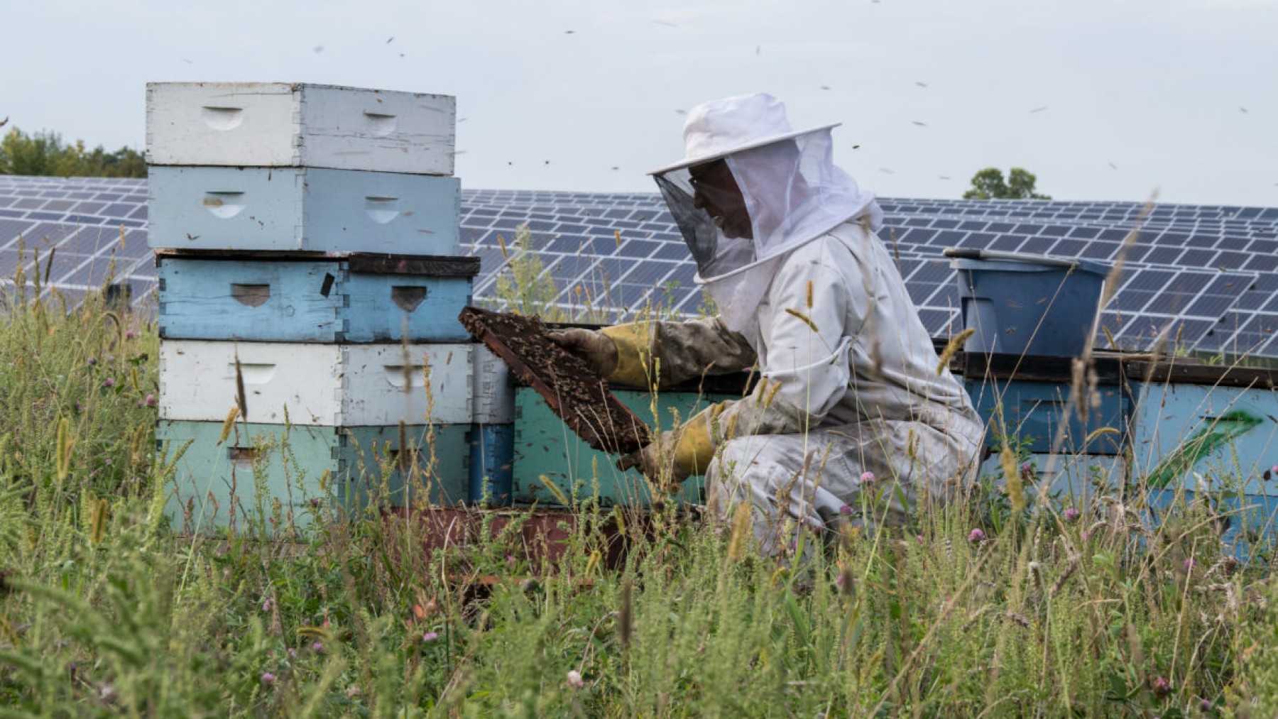 paneles solares, miel