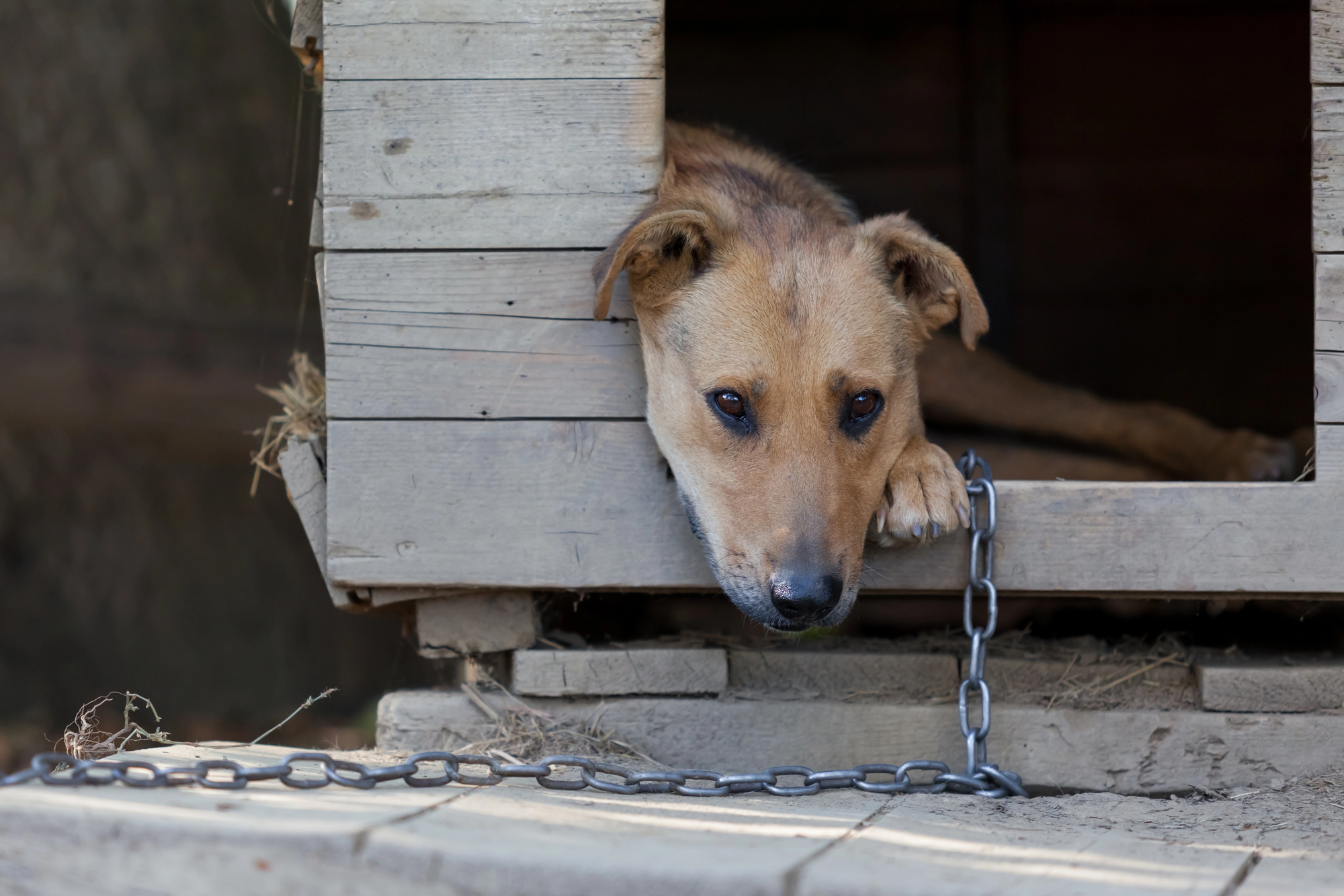 Perros tristes ansiedad humana estrés