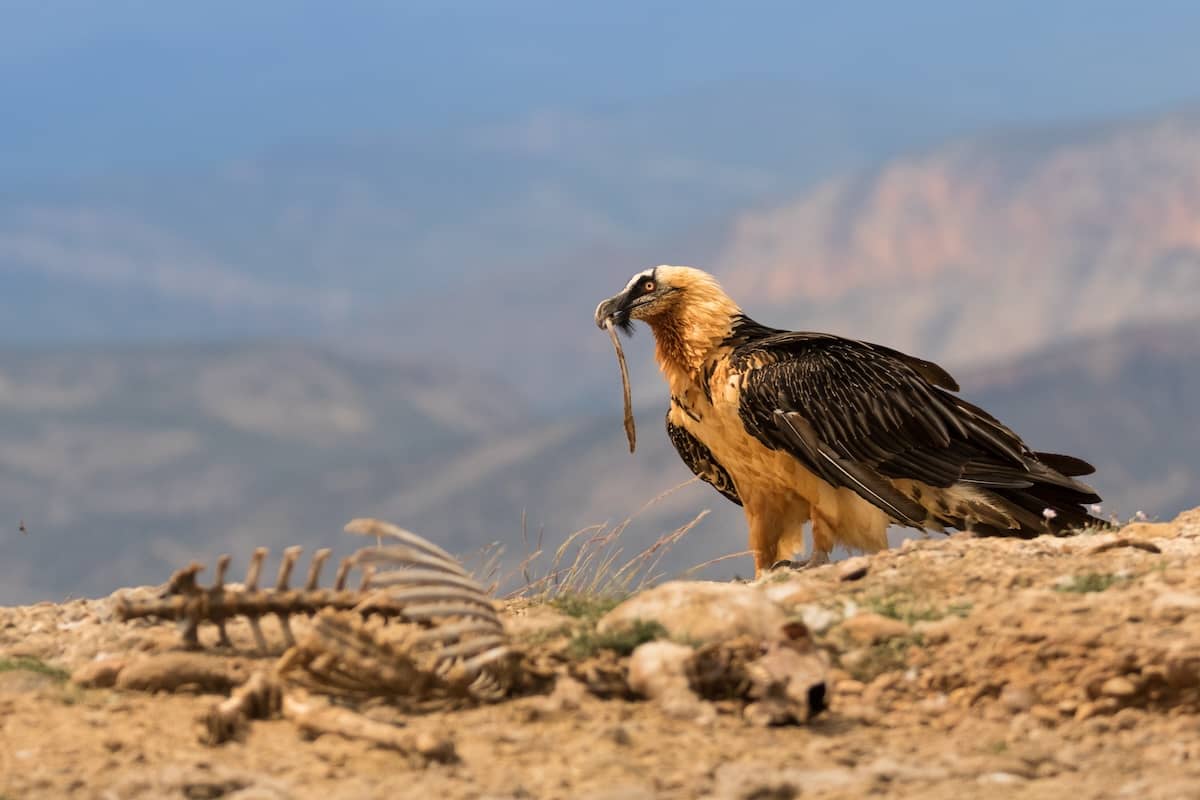 Buitres leonados carroña quebrantahuesos