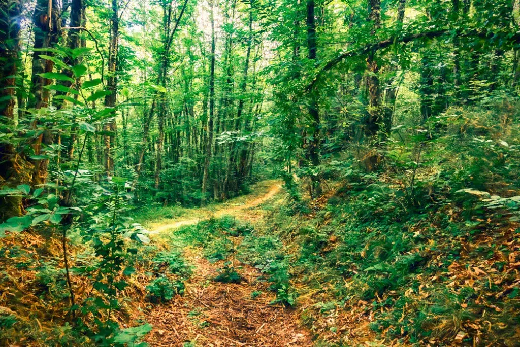 Bosque España 2024 Soto Villar MITECO