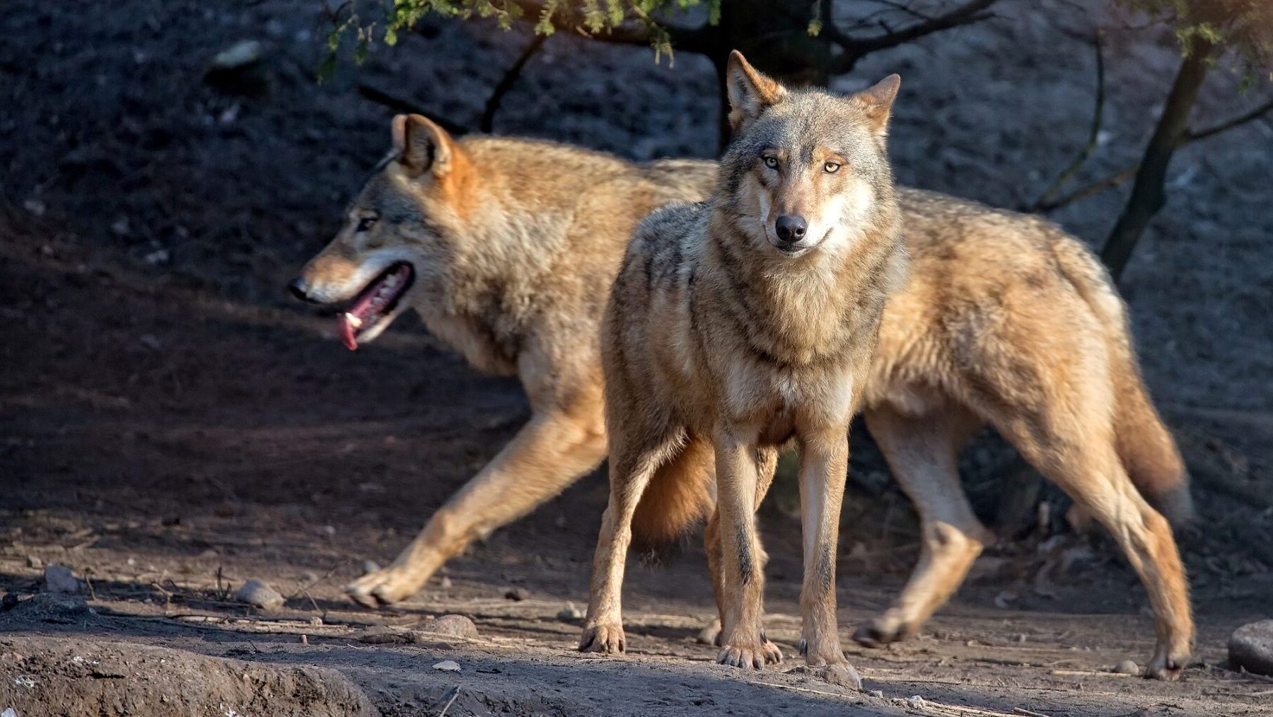 Día Internacional del Lobo 2025