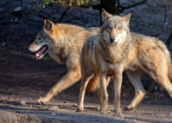 Día Internacional del Lobo 2025