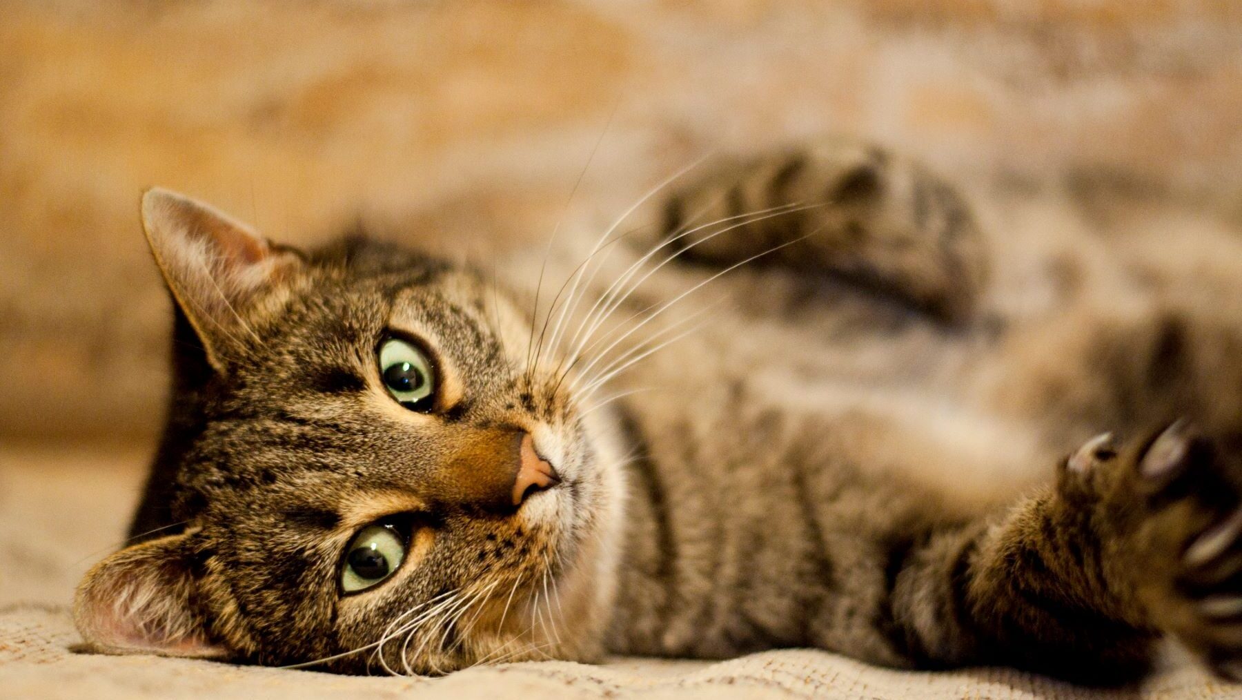 Día Internacional del Gato 2024 (IFAW) mascotas