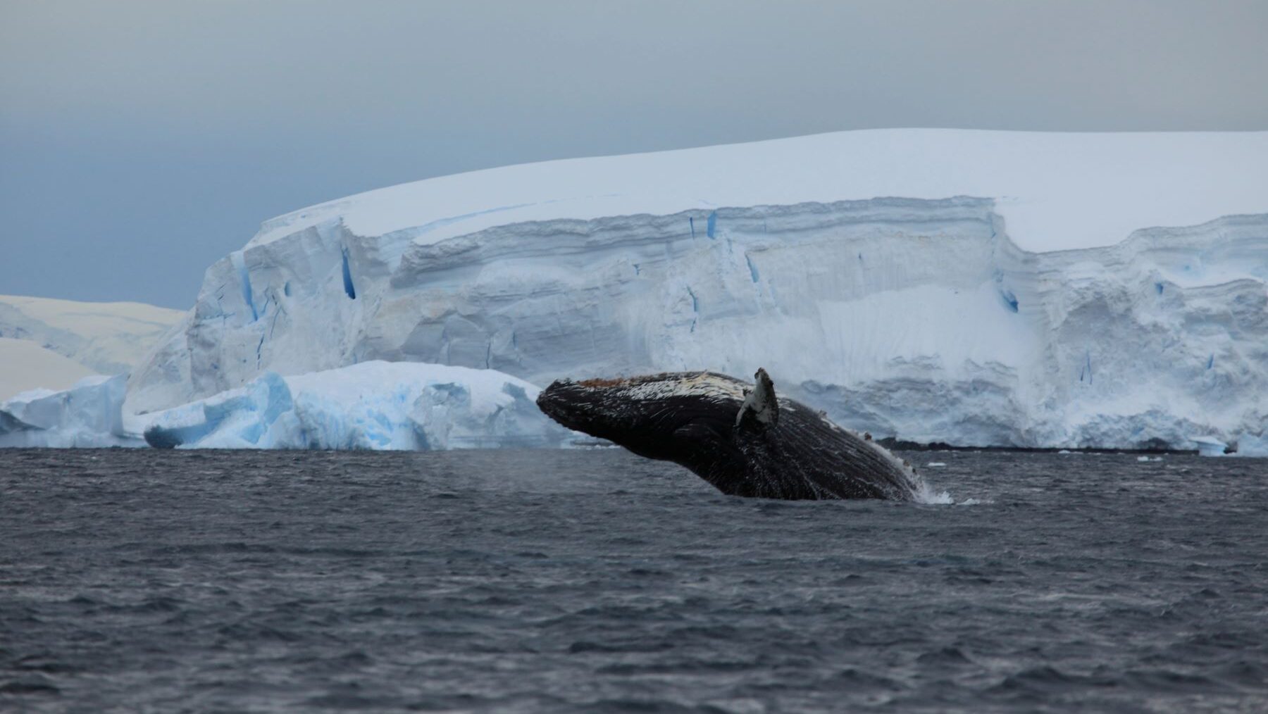 extradición activista ballenas