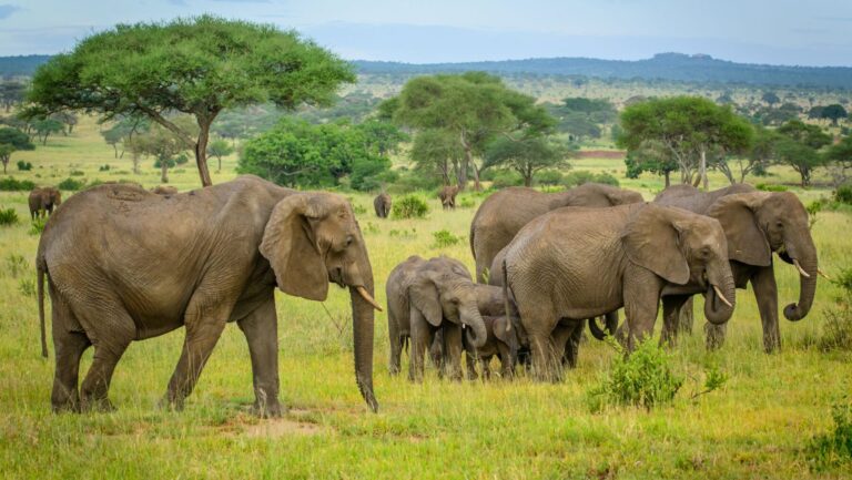 Día Mundial del Elefante 2024 extraordinarios amenazados